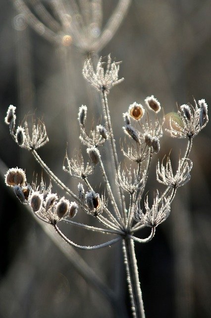 Free download Grass Winter Nature -  free photo or picture to be edited with GIMP online image editor