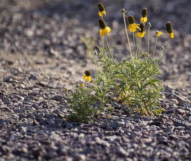 Free download Gravel Yellow Flower Desert -  free photo or picture to be edited with GIMP online image editor