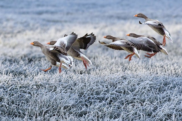 Free download gray geese approach winter meadow free picture to be edited with GIMP free online image editor