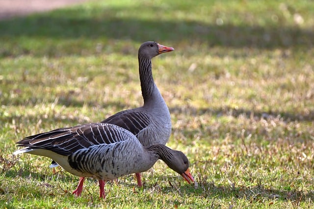 Free download gray geese migratory birds free picture to be edited with GIMP free online image editor