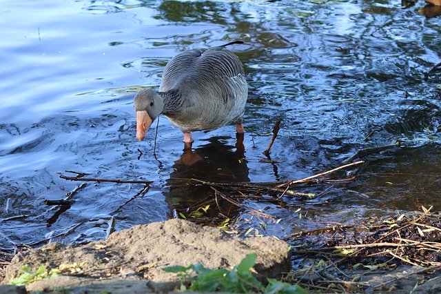 Free download Gray Goose Water -  free photo or picture to be edited with GIMP online image editor