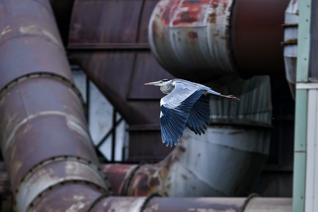 Free download gray heron animal bird heron wings free picture to be edited with GIMP free online image editor