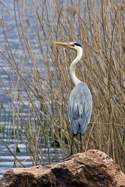 Free download gray heron bird ardea cinerea laid free picture to be edited with GIMP free online image editor