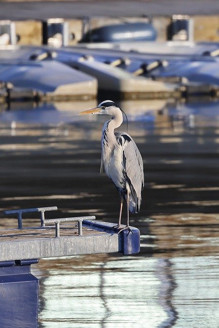 Free download gray heron marina sunrise lake free picture to be edited with GIMP free online image editor