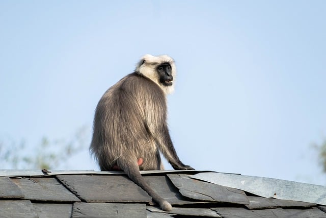 Free download gray langur monkey animal primate free picture to be edited with GIMP free online image editor