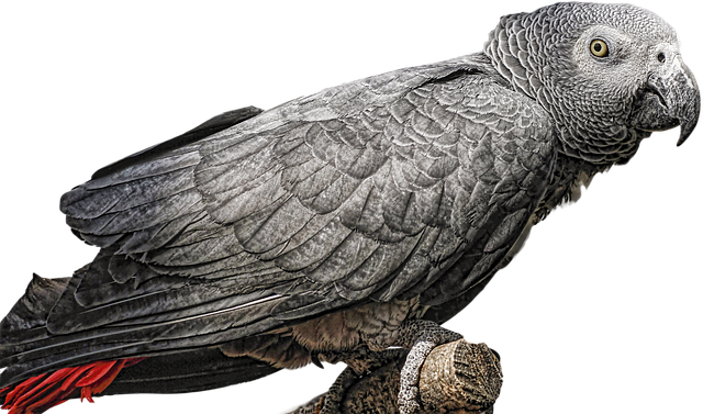 Unduh gratis Grey Of Gabon Parrot Bird - foto atau gambar gratis untuk diedit dengan editor gambar online GIMP