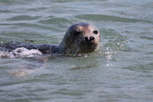 Free download Gray Seal Helgoland Robbe -  free photo or picture to be edited with GIMP online image editor