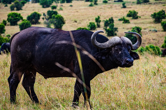 Free download grazing grassland great rift valley free picture to be edited with GIMP free online image editor