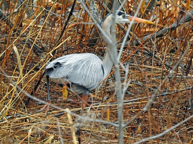 Descarga gratuita Great Blue Heron Bird Water - foto o imagen gratuita para editar con el editor de imágenes en línea GIMP