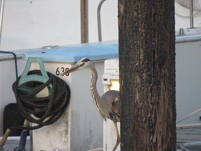 Free download Great Blue Heron California Bird -  free photo or picture to be edited with GIMP online image editor