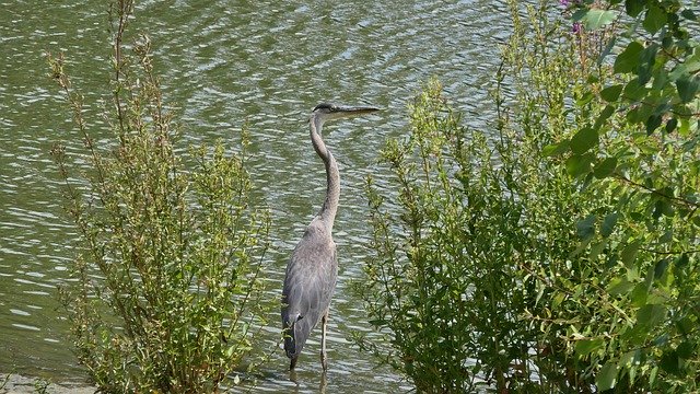 Free download Great Blue Heron Waterfowl Park -  free photo or picture to be edited with GIMP online image editor