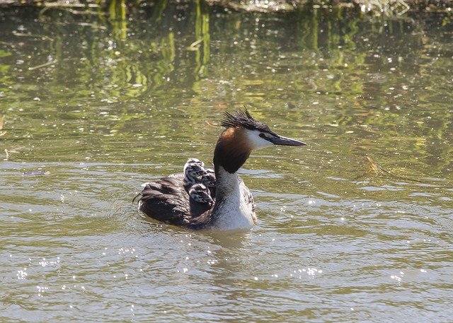 Free download Great Crested Grebe Chicks Water -  free photo or picture to be edited with GIMP online image editor