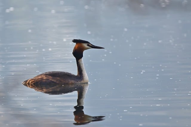 Free download great crested grebe lake sunrise free picture to be edited with GIMP free online image editor