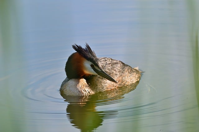 Free download great crested grebe water bird lake free picture to be edited with GIMP free online image editor