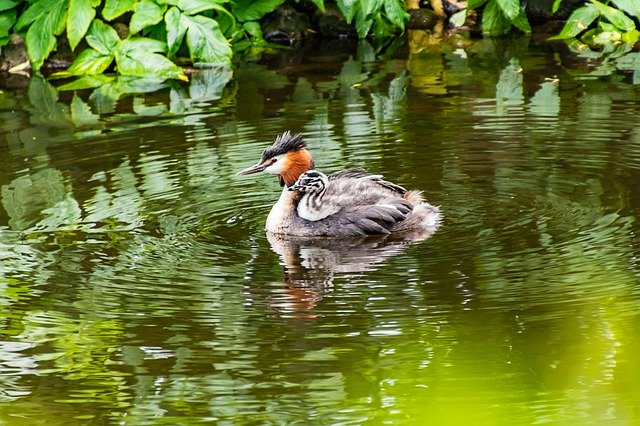 Free download Great Crested Grebe Young Baby -  free photo or picture to be edited with GIMP online image editor