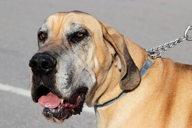 Free download Great Dane Dog Pet Large -  free photo or picture to be edited with GIMP online image editor