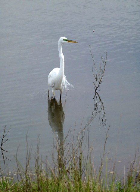 Free download Great Egret Bird -  free photo or picture to be edited with GIMP online image editor