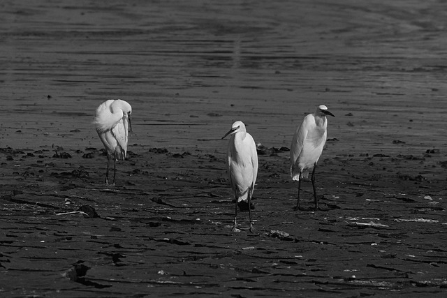 Free download great egret birds wetlands lakeside free picture to be edited with GIMP free online image editor