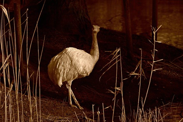 Free download greater rhea flightless bird free picture to be edited with GIMP free online image editor