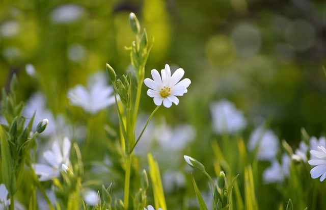 Free download greater star herb flower meadow free picture to be edited with GIMP free online image editor