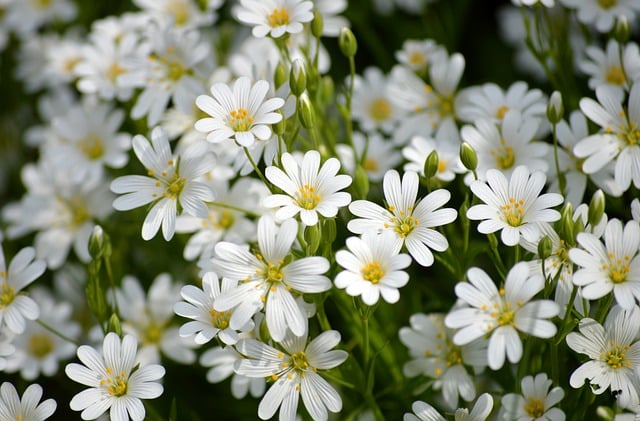 Free download greater star herb white flowers free picture to be edited with GIMP free online image editor