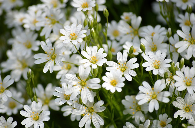 Free download greater stitchwort greater starwort free picture to be edited with GIMP free online image editor