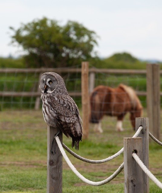 Free download Great Gray Owl On Post -  free photo or picture to be edited with GIMP online image editor