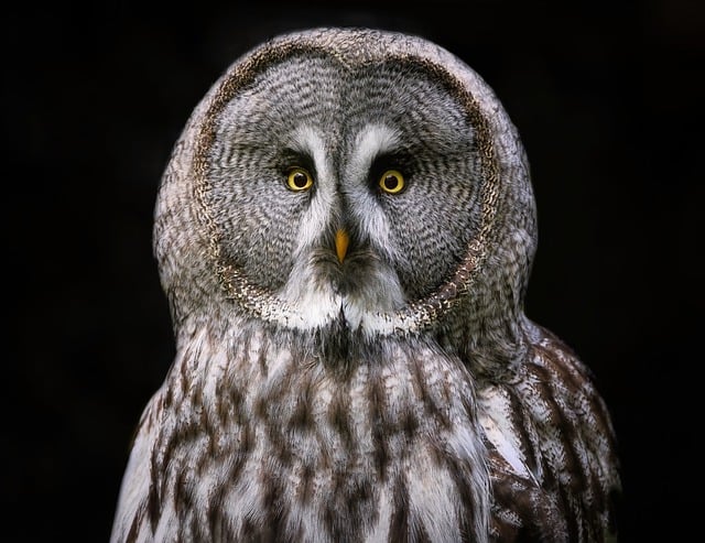 Free download great grey owl grey owl owl bird free picture to be edited with GIMP free online image editor