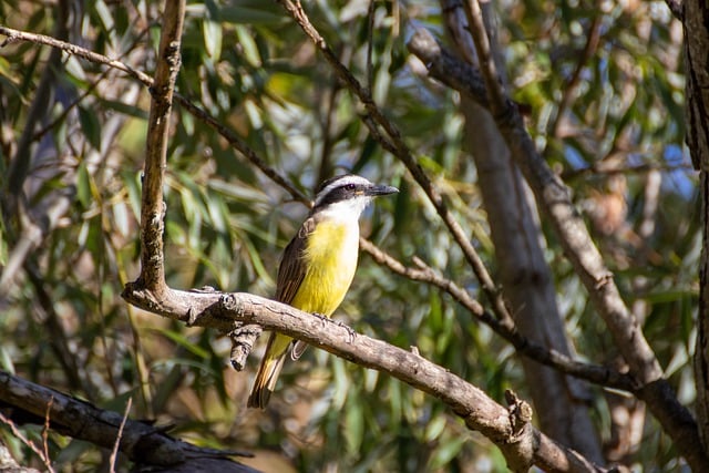 Free download great kiskadee bird nature fauna free picture to be edited with GIMP free online image editor