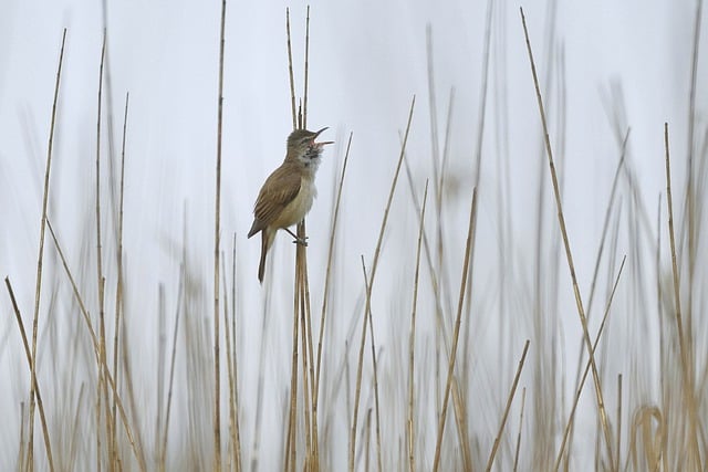 Free download great reed warbler singing free picture to be edited with GIMP free online image editor