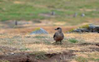 Free download Great Skua on Magdalena Island free photo or picture to be edited with GIMP online image editor