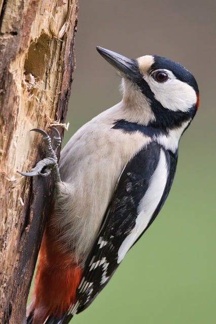 Free download great spotted woodpecker nuthatch free picture to be edited with GIMP free online image editor