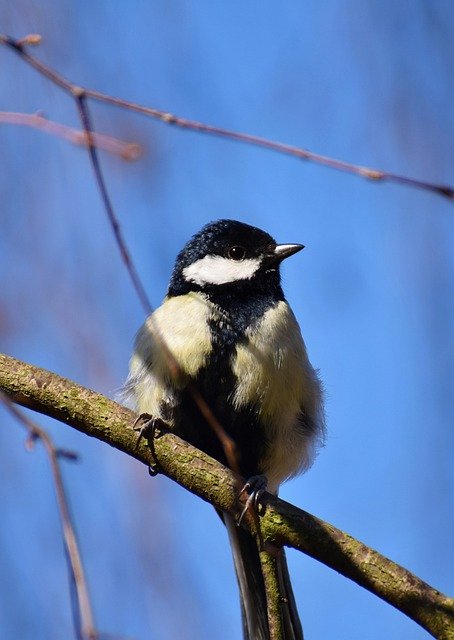 Free download great tit bird perched tit animal free picture to be edited with GIMP free online image editor