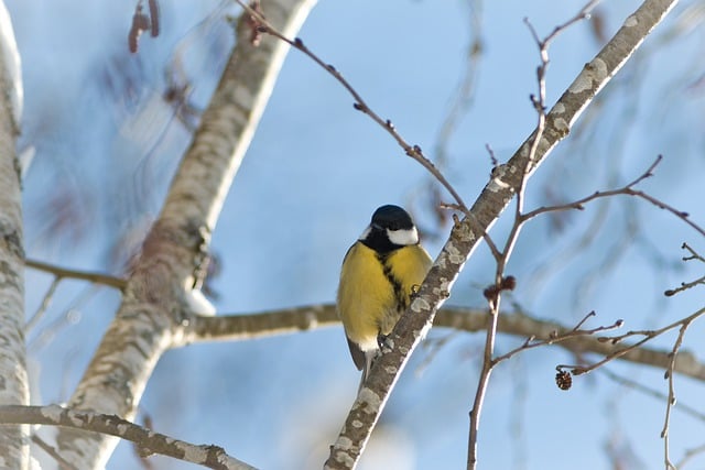 Free download great tit tit bird animal free picture to be edited with GIMP free online image editor