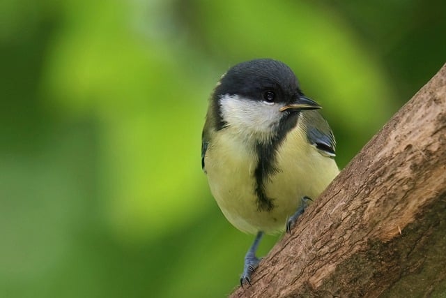 Free download great tit tit bird animal feathers free picture to be edited with GIMP free online image editor