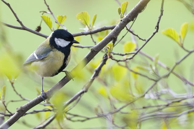 Free download great tit tit bird animal nature free picture to be edited with GIMP free online image editor