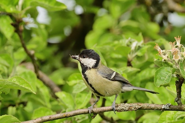 Free download great tit tit bird supply spring free picture to be edited with GIMP free online image editor