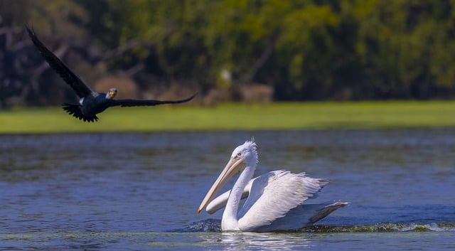 Free download great white pelican free picture to be edited with GIMP free online image editor