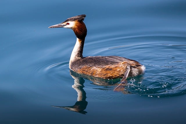 Free download grebe bird animal waterfowl free picture to be edited with GIMP free online image editor