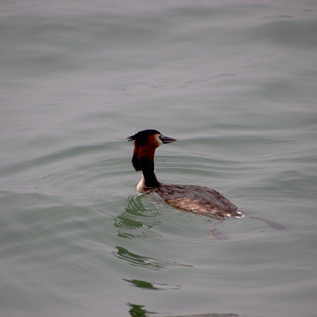 Free download grebe bird lake water bird free picture to be edited with GIMP free online image editor