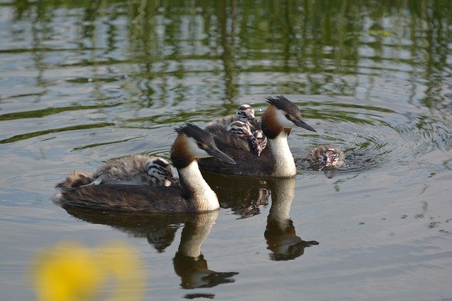 Free download Grebe Bird Spring -  free photo or picture to be edited with GIMP online image editor