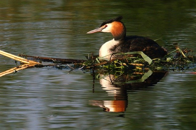 Free download Grebe Bird Waterfowl Great Crested -  free photo or picture to be edited with GIMP online image editor