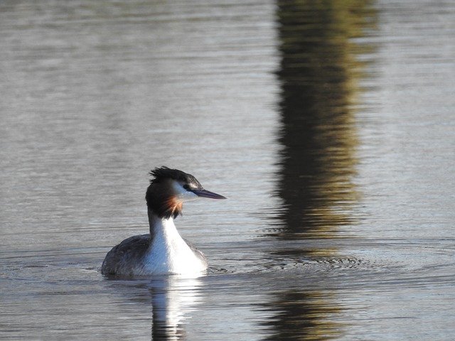 Free download Grebe Waterbirds Bird -  free photo or picture to be edited with GIMP online image editor