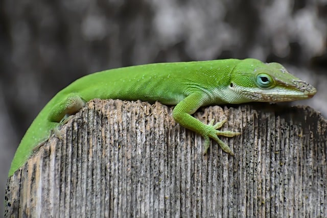 Free download green anole animal mammal lizard free picture to be edited with GIMP free online image editor