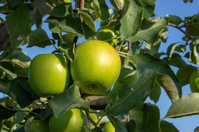 Free download Green Apple Granny Smith -  free photo or picture to be edited with GIMP online image editor