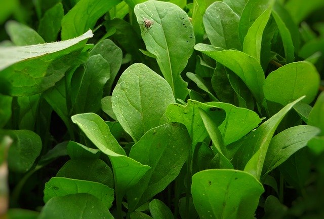 Free download Green Arugula Plant A -  free illustration to be edited with GIMP free online image editor