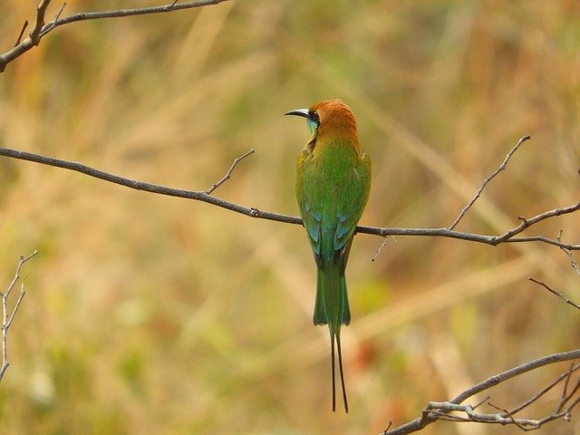 Free download Green Bee Eater Bird -  free photo or picture to be edited with GIMP online image editor