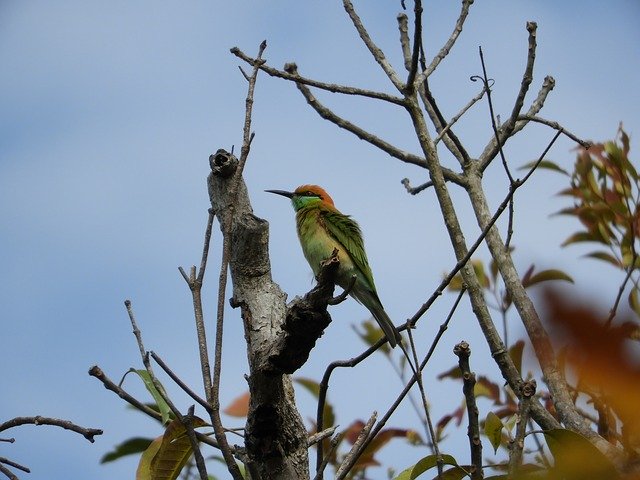 Free download Green Bee-Eater Bird Thailand -  free photo or picture to be edited with GIMP online image editor