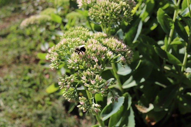 Free download Green Bees Macro -  free photo or picture to be edited with GIMP online image editor