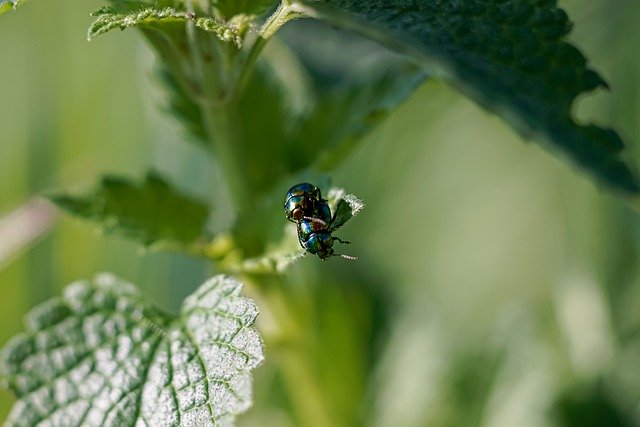 Free download Green Bug Garden -  free photo or picture to be edited with GIMP online image editor